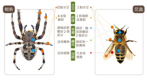 家中小蜘蛛|蛛事吉祥——家中常見蜘蛛篇